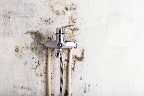 Best White Mold Remediation in Dexter, MO