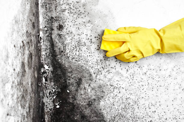 Best Residential Mold Remediation in Dexter, MO
