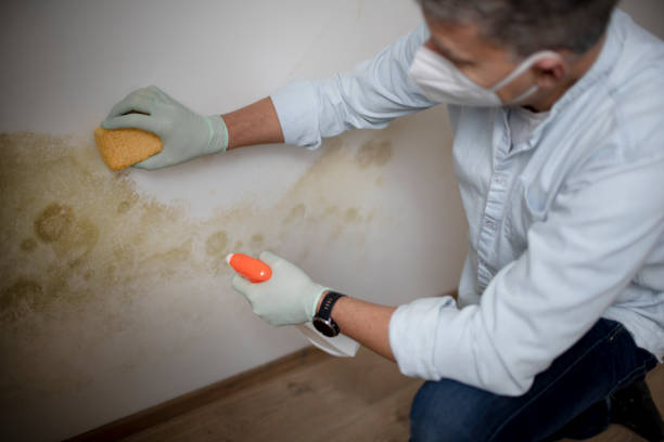 Best DIY Mold Remediation Support Services in Dexter, MO